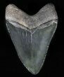 Fossil Megalodon Tooth - Collector Quality #57468-2